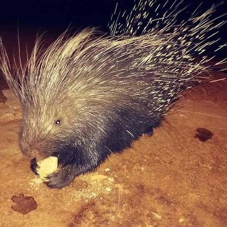 Porcupine Camp Kamanjab酒店 外观 照片